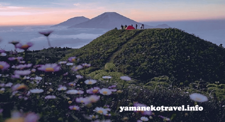 yamanekotravel