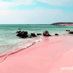 yamanekotravel