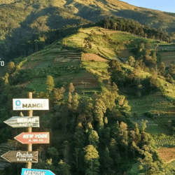 yamanekotravel